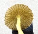 Mycena epipterygioides image