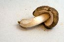 Pluteus cervinus image