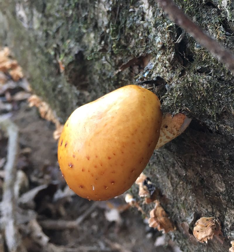 Pholiota image