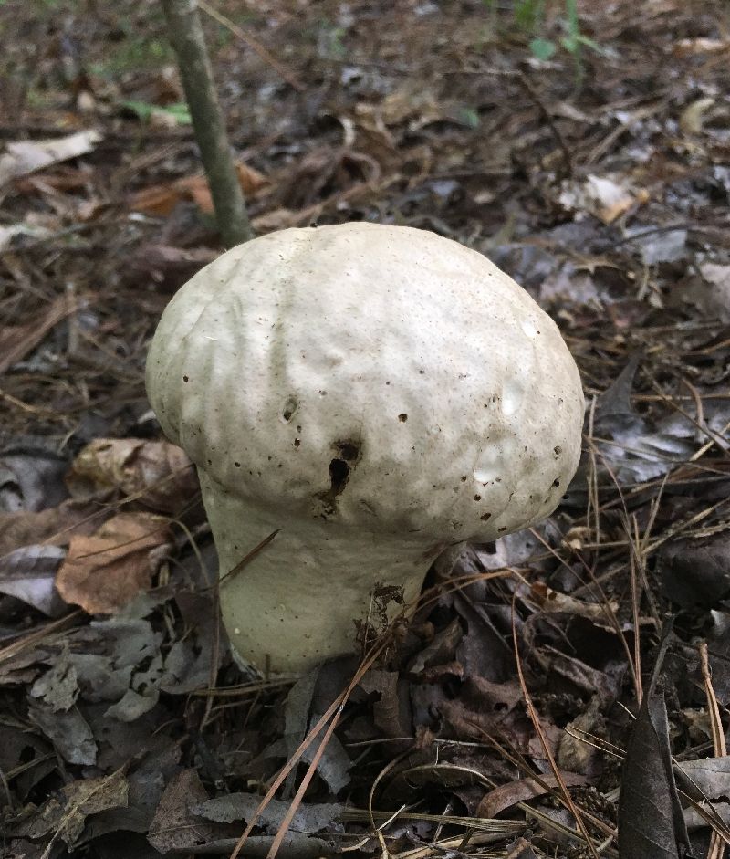 Calvatia cyathiformis image