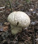 Calvatia cyathiformis image