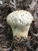 Calvatia cyathiformis image