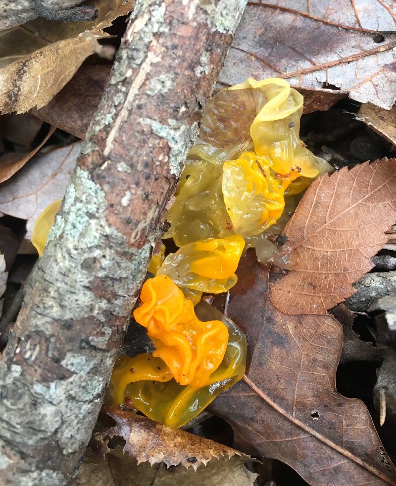 Tremella mesenterica image