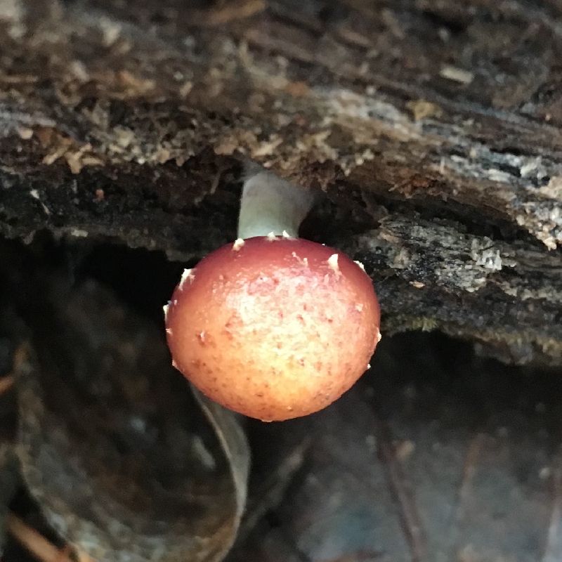 Pholiota polychroa image