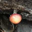 Pholiota polychroa image