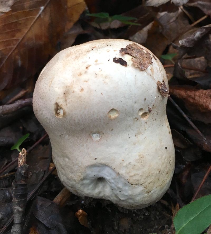 Calvatia cyathiformis image