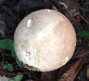 Calvatia cyathiformis image