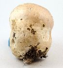 Calvatia cyathiformis image