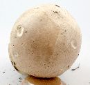 Calvatia cyathiformis image