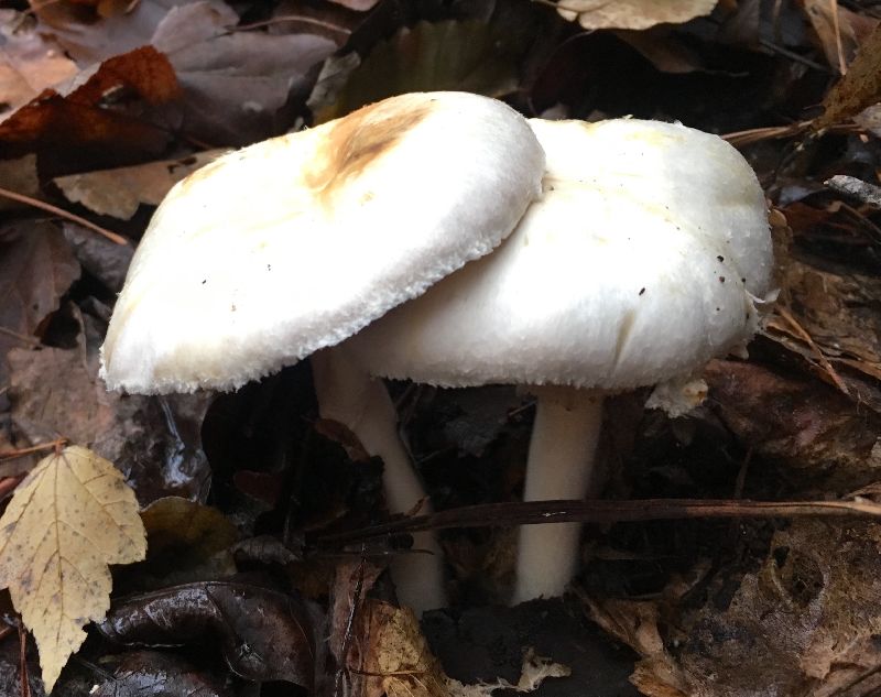 Agaricus silvicola image