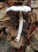 Agaricus silvicola image