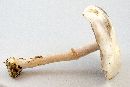 Agaricus silvicola image