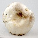 Agaricus silvicola image