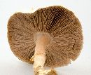 Agaricus silvicola image