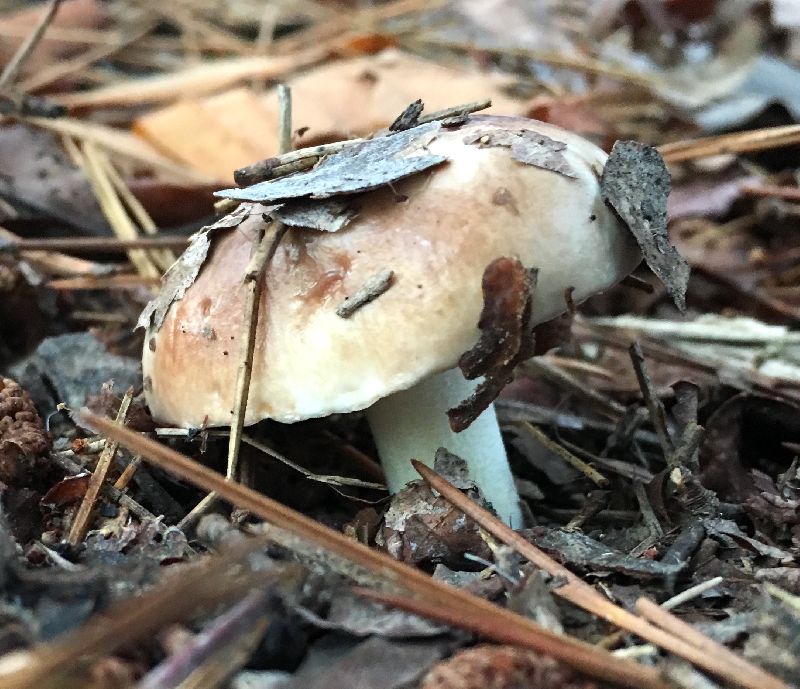 Suillus brevipes image