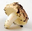 Suillus brevipes image