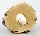 Suillus brevipes image