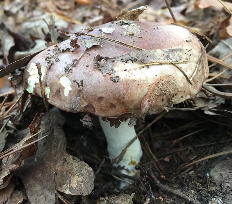 Suillus brevipes image