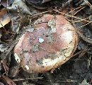 Suillus brevipes image