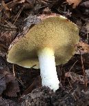 Suillus brevipes image