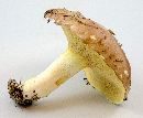 Suillus brevipes image