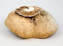 Fomitopsis betulina image