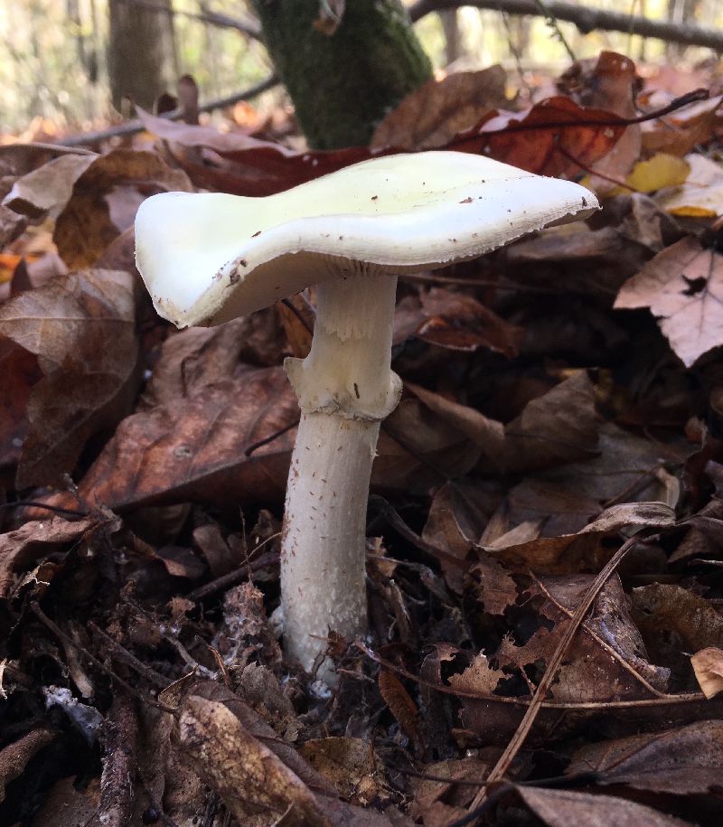 Amanita phalloides image