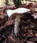 Amanita phalloides image