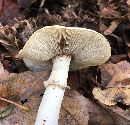 Amanita phalloides image