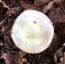 Amanita phalloides image