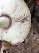 Amanita phalloides image