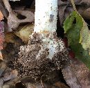 Amanita phalloides image