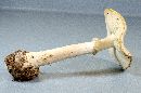 Amanita phalloides image