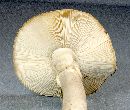 Amanita phalloides image