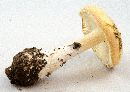 Amanita wellsii image