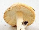 Amanita wellsii image