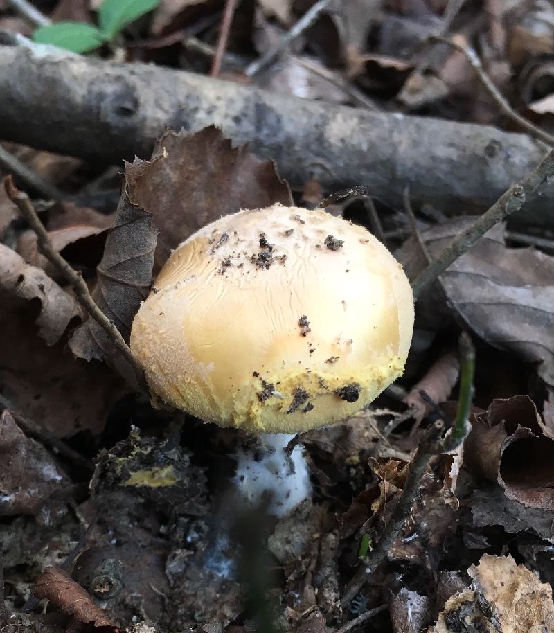Amanita wellsii image