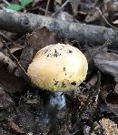 Amanita wellsii image