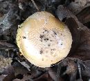 Amanita wellsii image