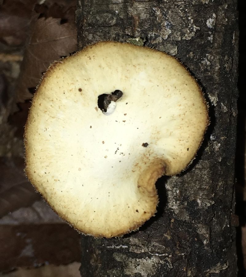 Neofavolus alveolaris image