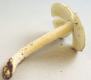 Amanita farinosa image