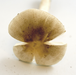 Amanita farinosa image