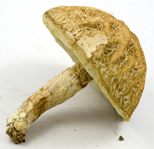 Leccinum image