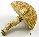 Leccinum rugosiceps image