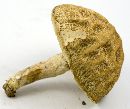 Leccinum rugosiceps image