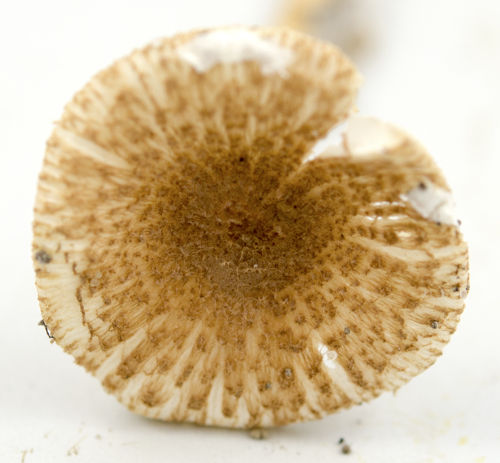 Leucoagaricus image