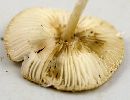 Leucoagaricus rubrotinctus image