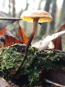 Xeromphalina campanella image