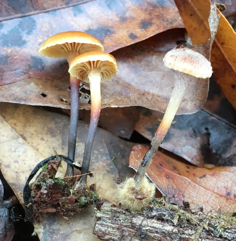 Xeromphalina campanella image