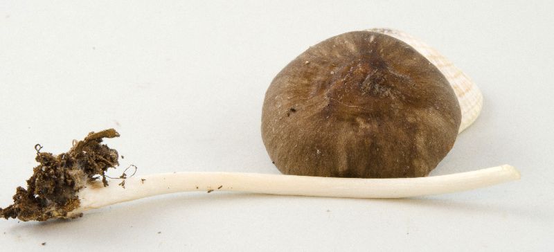 Pluteus image